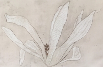 biala magnolia,internet.jpg